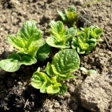 Koliko dana nakon sadnje nikne krompir?